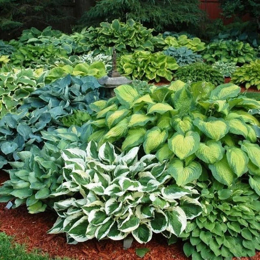 Hosta Plantaginea – Fragrant Perennial Garden Flower Seeds
