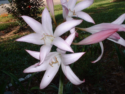 Crinum Lily Alamo – Garden Flower Seeds