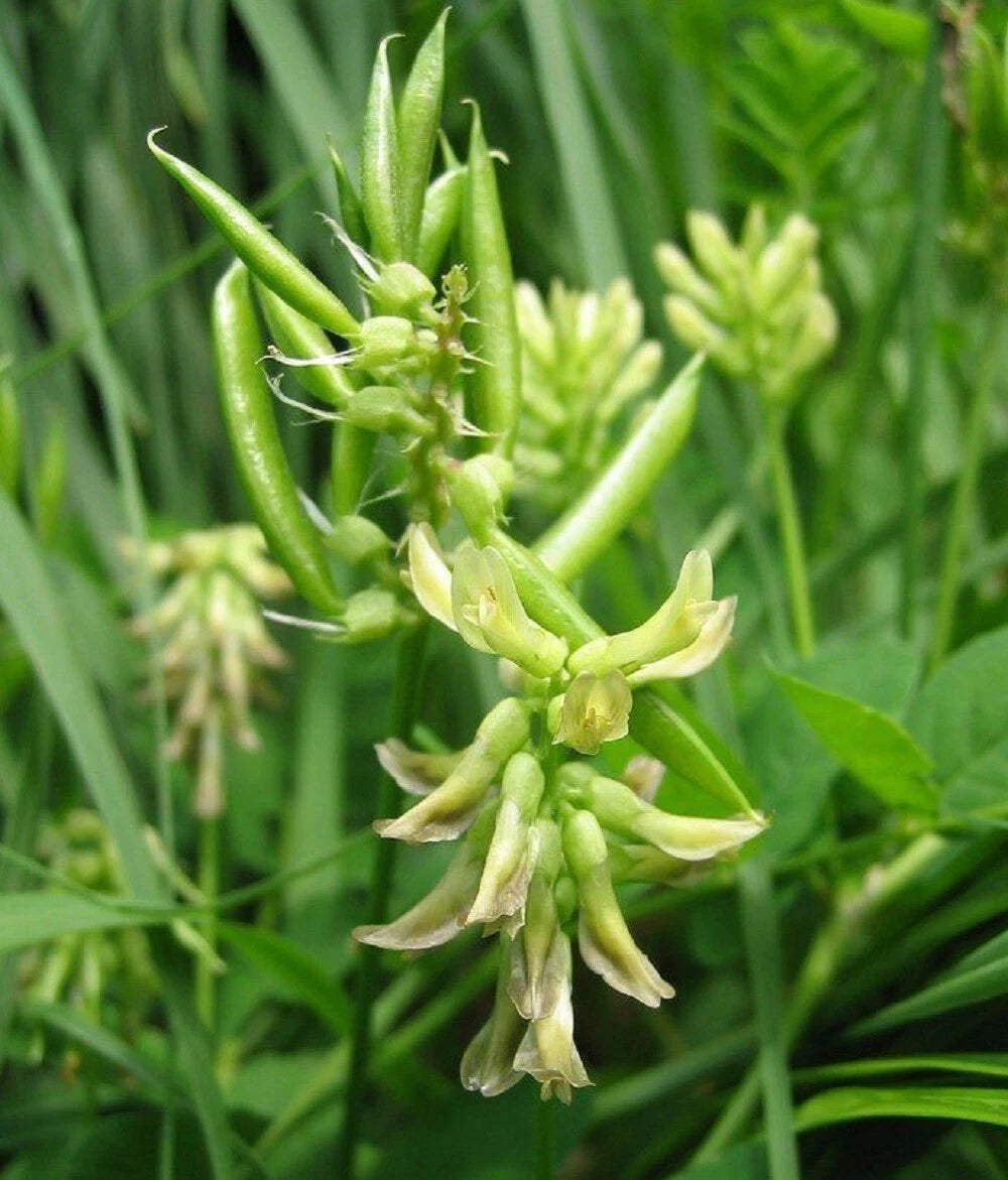 Astragalus Membranaceus – Milkvetch Perennial Herb Seeds
