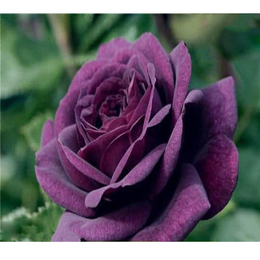 Violet Rose – Perennial Garden Flower Bush Seeds