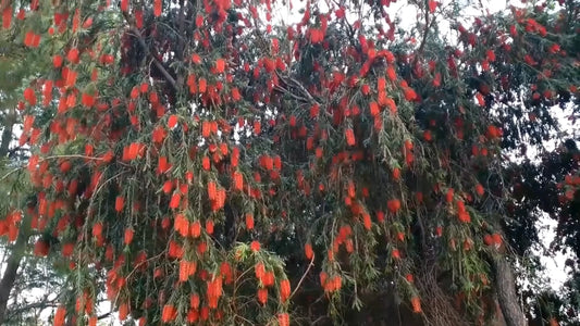 Callistemon Viminalis – Flower Seeds