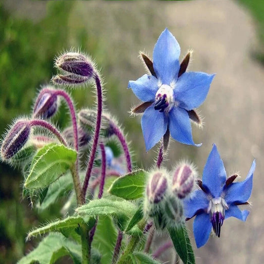 Borage – Blue Flower Herb Seeds for Garden
