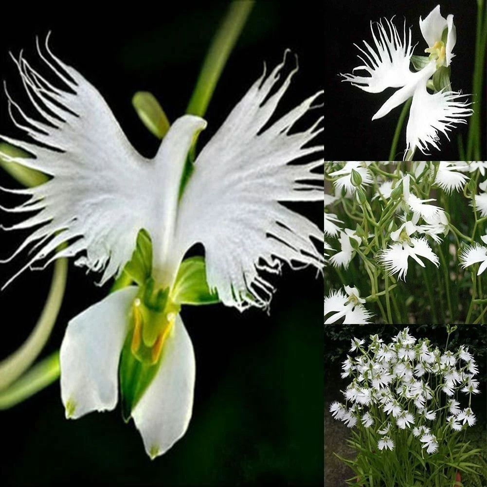 White Egret Orchid Habenaria – Colorful Perennial Flower Seeds