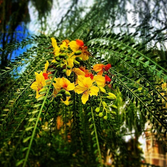 Mexican Palo Verde Parkinsonia Aculeata – Flowering Tree Seeds