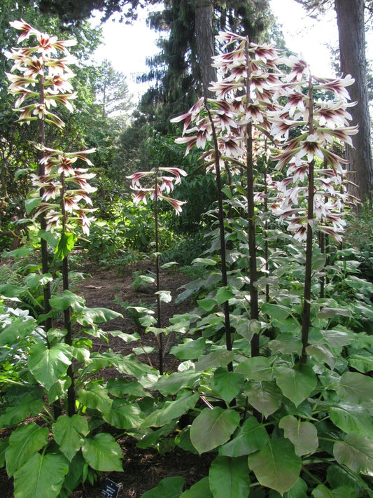 Cardiocrinum Giganteum Giant Himalayan Lily Fragrant Perennial Flowers – Colorful Garden Flower Seeds