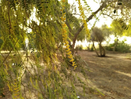 Prosopis Cineraria Khejri Evergreen Tree Seeds