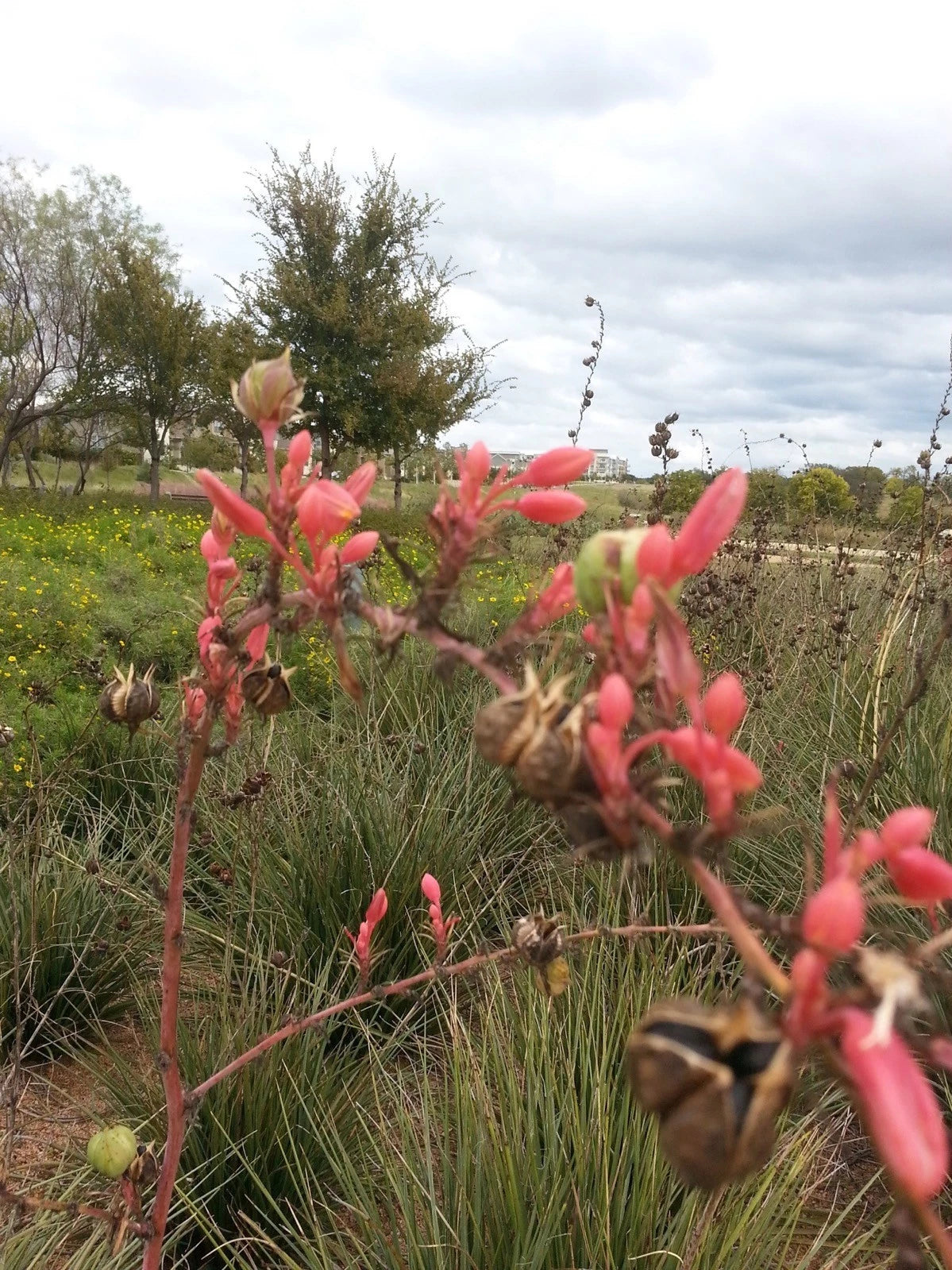Texas Red Yucca Hesperaloe Parviflora – Perennial Flower Seeds