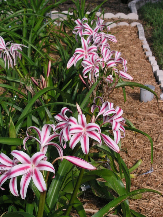 Crinum Lily Stars – Garden Flower Seeds