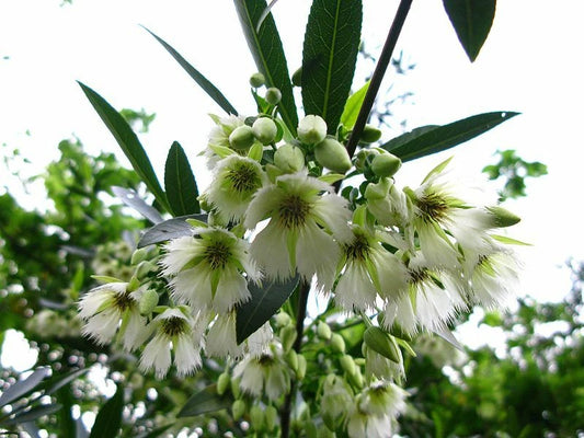 Elaeocarpus Floribundus Flowering Tree Indian Olive Jolpai Usa – Hardy Fruit Tree Seeds