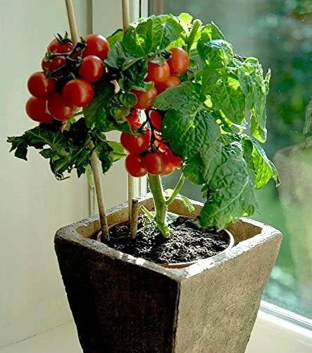 Tiny Tim Bonsai Tomato Dwarf Heirloom Seeds for Planting