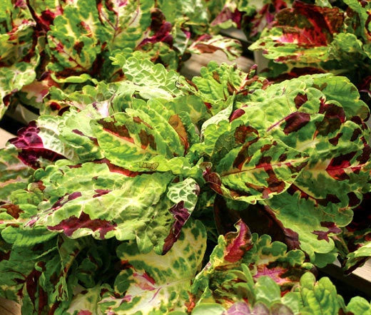 Coleus Kong Mosaic Solenostemon Scutellarioides – Colorful Foliage Garden Seeds