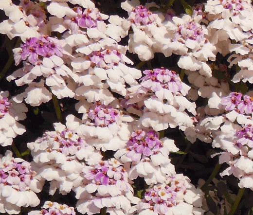 Candy Tuft Iberis Gibraltarica – Perennial Garden Flower Seeds