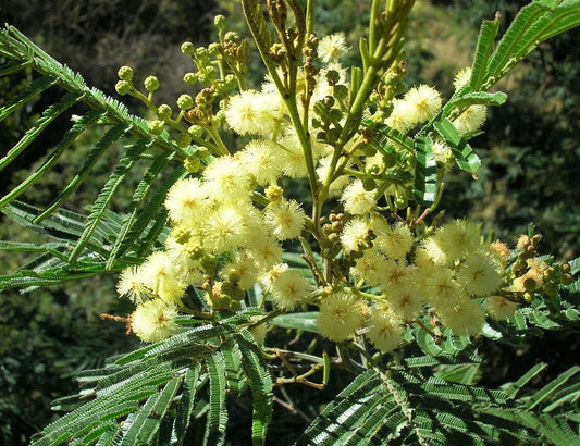 Black Wattle Acacia Mearnsii – Nitrogen Fixing Tree Shrub Seeds
