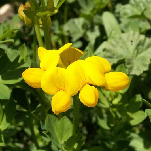 Bird’s Foot Trefoil – Colorful Wildflower Garden Seeds