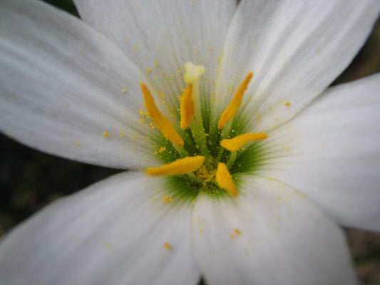 Rain Lily Zephyranthes Candida Wide Petals Habranthus - Flower Seeds