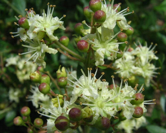 Lawsonia Inermis Seeds Henna Tattoos Hair Dye L Alba Fragrant Tree Shrub Category eg, Flower Seeds