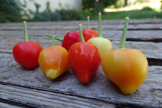 Trepediera Werner Pepper – Edible Ornamental Garden Seeds