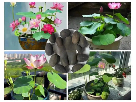 Lotus Mix – Aquatic Perennial Water Garden Flower Seeds