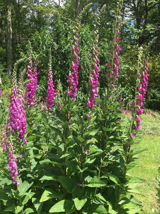 Giant Foxglove Mix Digitalis Purpurea – Colorful Garden Flower Seeds