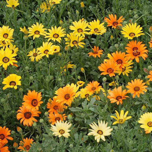 African Daisy – Colorful Wildflower Garden Seeds