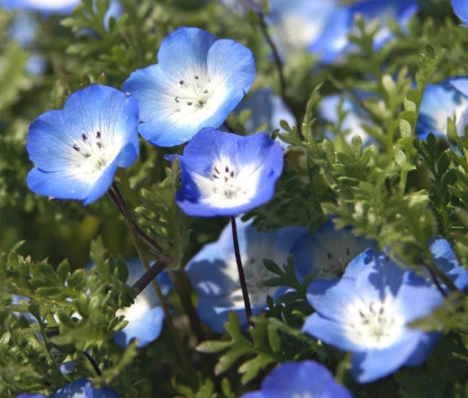 Baby Blue Eyes Nemophila Menziesii – Seasonal Garden Flower Seeds