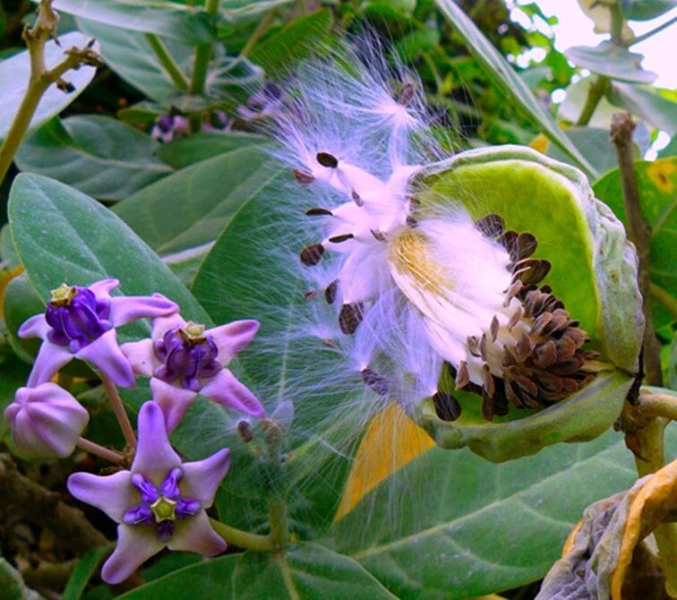 Calotropis Gigantea – Giant Milkweed Shrub Seeds
