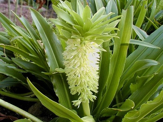 Pineapple Lily Eucomis Autumnalis – Perennial Garden Flower Seeds