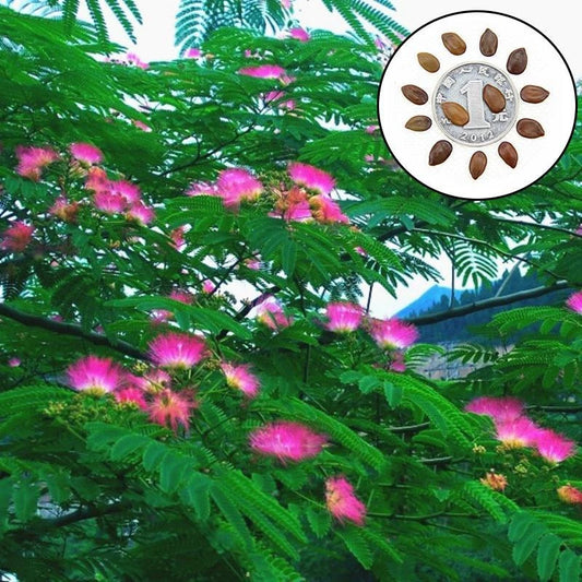 Acacia Confusa Formosa Wattle – Hardy Tree Seeds