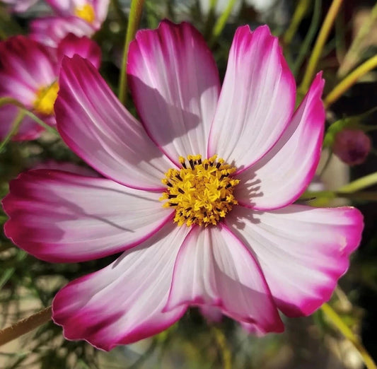 Picotee Cosmos Bipinnatus – Colorful Garden Flower Seeds