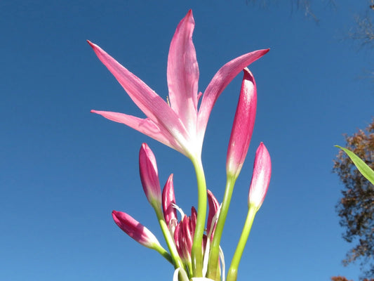 Crinum Lily Captivating Small-size Bulb New Stunning Extremely -