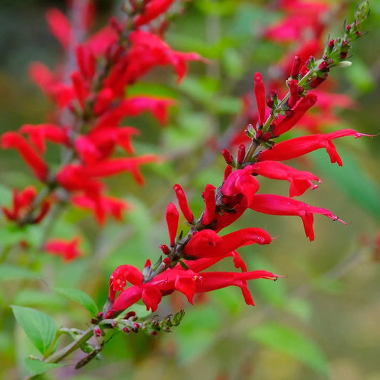 Scarlet Sage Salvia Coccinea – Colorful Wildflower Garden Seeds