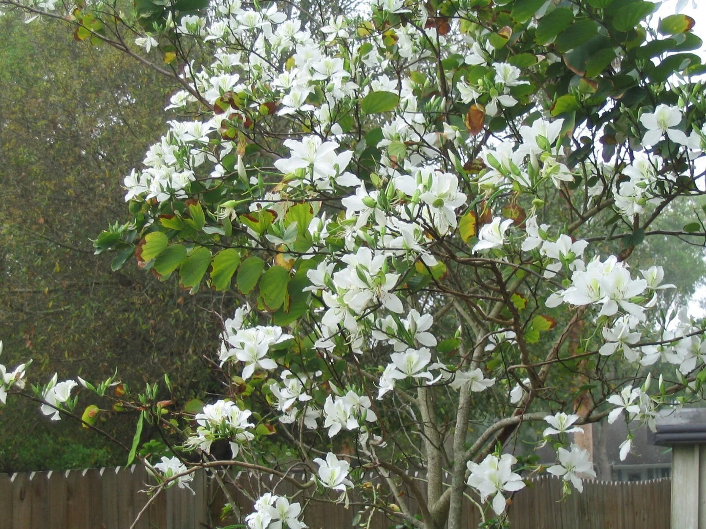 Bauhinia Alba – Flower Seeds