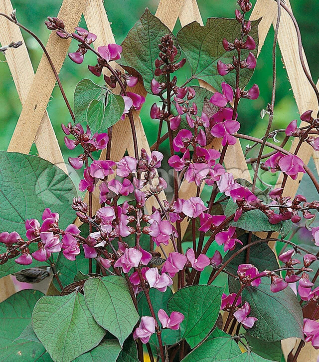Lablab Purpureus – Hyacinth Bean Vine Nitrogen Fixing Seeds
