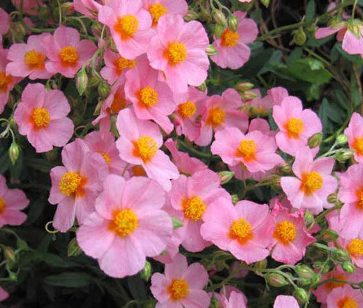 Rock Rose Common Mutabile Helianthemum Nummularium – Colorful Garden Flower Seeds