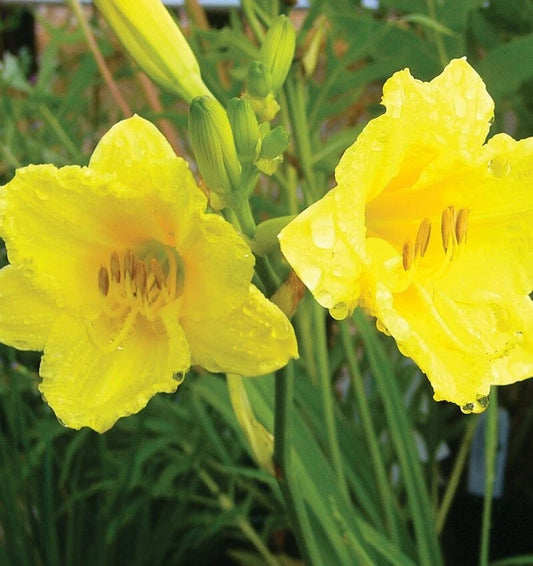 Happy Returns Daylily Hemerocallis – Perennial Garden Flower Seeds