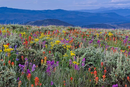 Wildflower Mix – Colorful Garden Flower Seeds