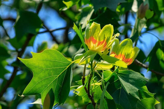 Tulip Poplar Seeds For Planting Fast Growing Tree With Tulip Shaped Flowers