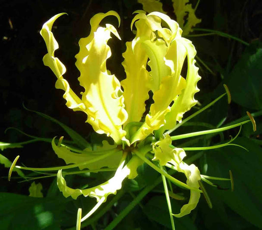 Gloriosa Lutea – Climbing Flame Yellow Lily Flower Seeds