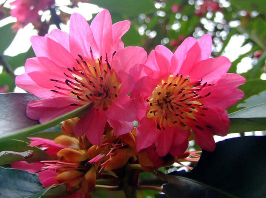 Rhodoleia Championii Protected Flowering Shrub Tree Hong Kong Rose Seed Category eg, Flower Seeds