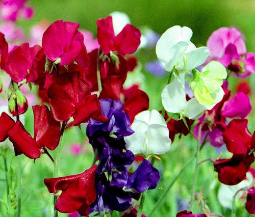 Sweet Pea Bijou Dwarf Mixed Colors Lathyrus – Climbing Garden Flower Seeds