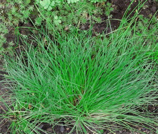 Fiber Optic Grass Isolepis Cernua – Ornamental Garden Grass Seeds