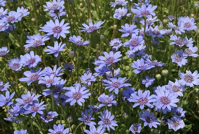 True Blue Felicia Heterophylla – Perennial African Daisy Flower Seeds