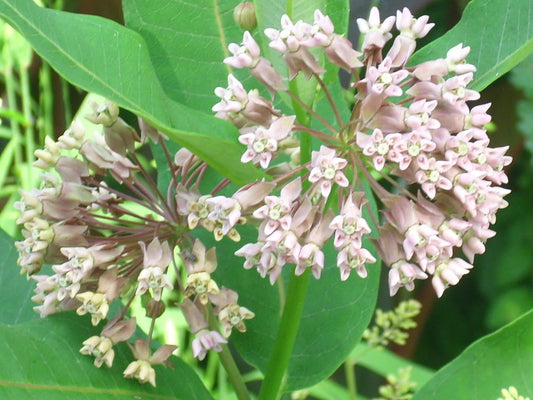 Common Milkweed Asclepias Syriaca – Pollinator Flower Seeds
