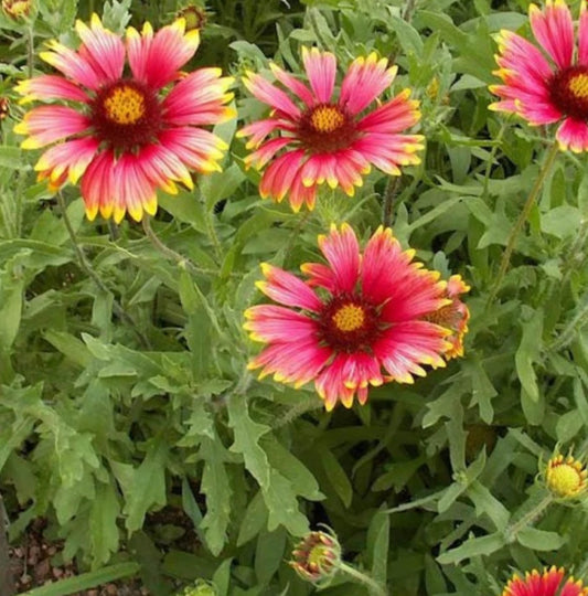 Indian Blanket Flower Gaillardia – Pollinator Attracting Flower Seeds