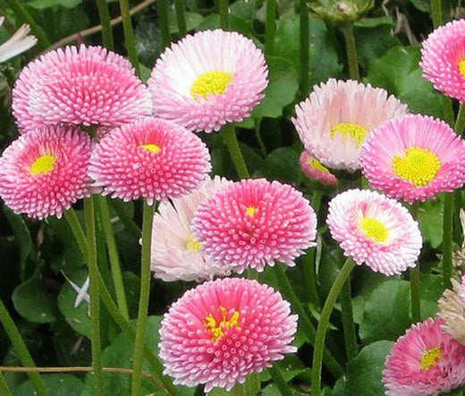 Daisy Bellis Perennis – English Garden Flower Seeds