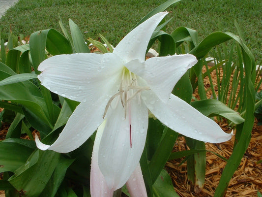 Crinum Lily Southern Snowball Large Blooming-Size Bulb