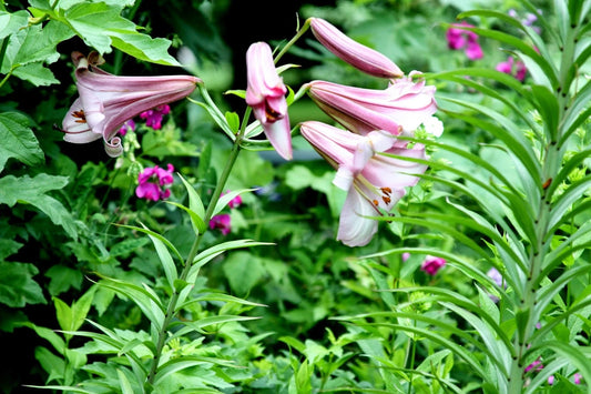 Pink Formosa Lily Lilium Formosanum – Tall Perennial Flower Seeds
