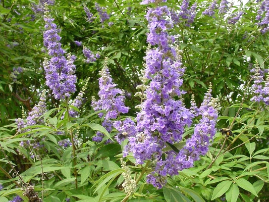 Lilac Chaste Tree Vitex Agnus Castus – Fragrant Flower Seeds