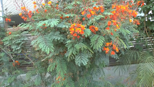 Caesalpinia Pulcherrima – Barbados Flowering Shrub Tree Seeds