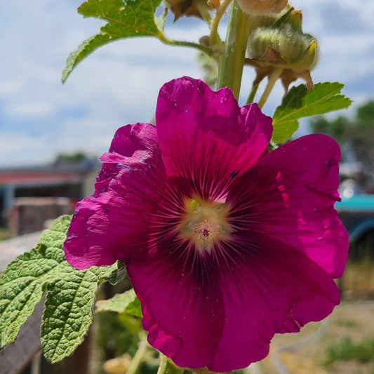 Magenta Pink Hollyhock Alcea – Perennial Garden Flower Seeds
